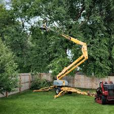 Best Fruit Tree Pruning  in USA